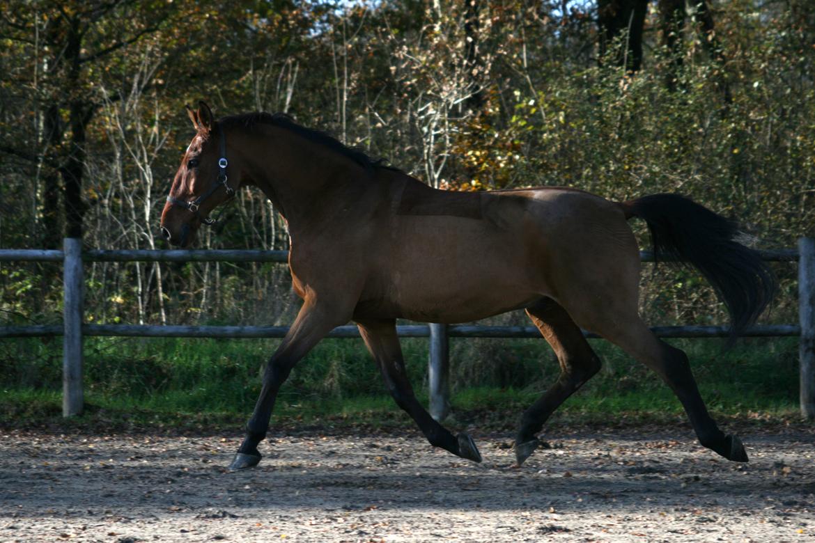 Dansk Varmblod Bøgegårdens Lands-River (Lancelot) - Lidt lækker! Foto: Janie Sparrow billede 14