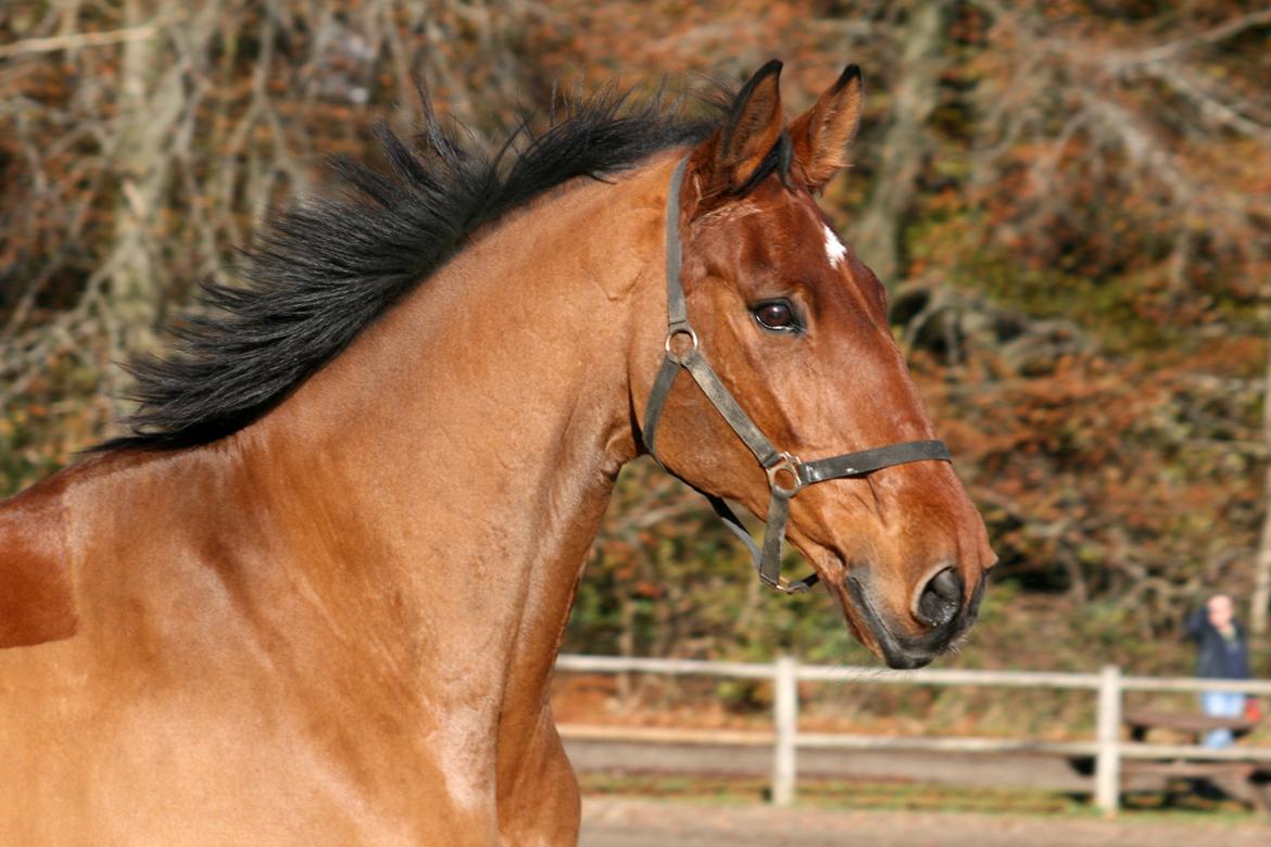 Dansk Varmblod Bøgegårdens Lands-River (Lancelot) - Smukke gamle dreng :) Foto: Janie Sparrow billede 3