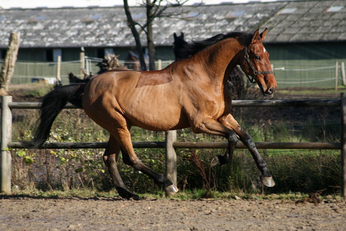 Dansk Varmblod Bøgegårdens Lands-River (Lancelot) - Foto: Janie Sparrow billede 15