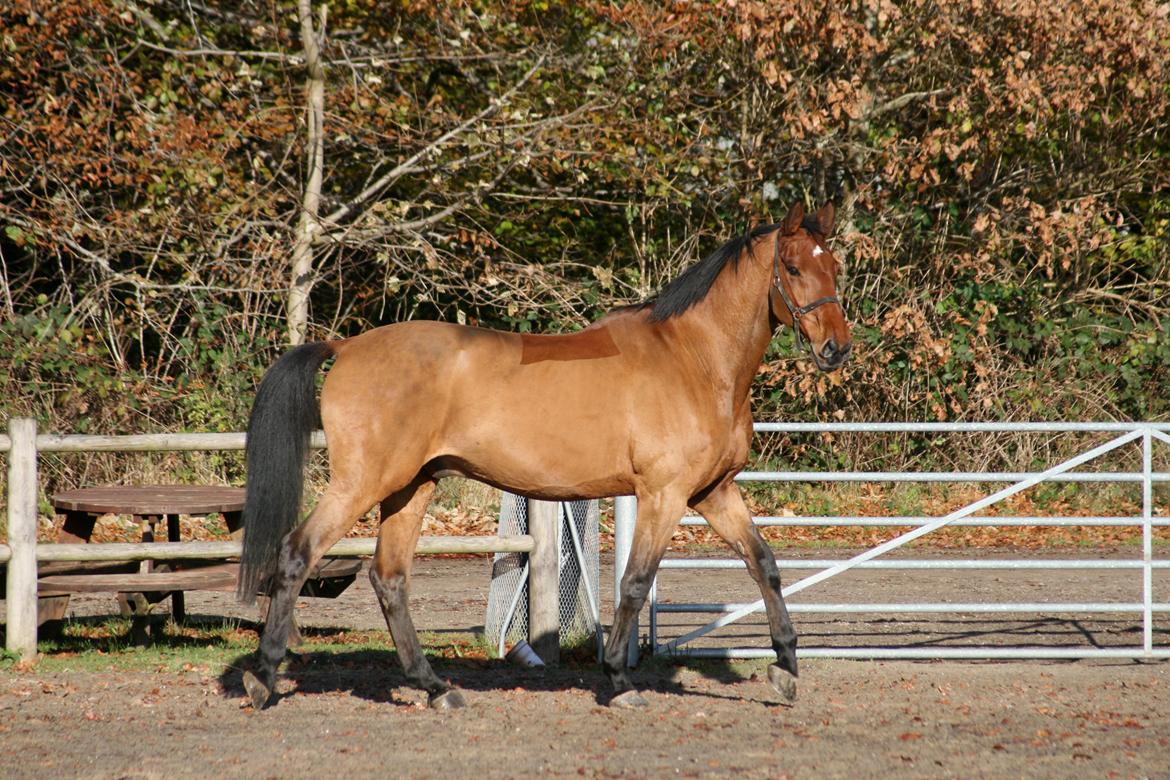 Dansk Varmblod Bøgegårdens Lands-River (Lancelot) - Awh! Foto: Janie Sparrow billede 16
