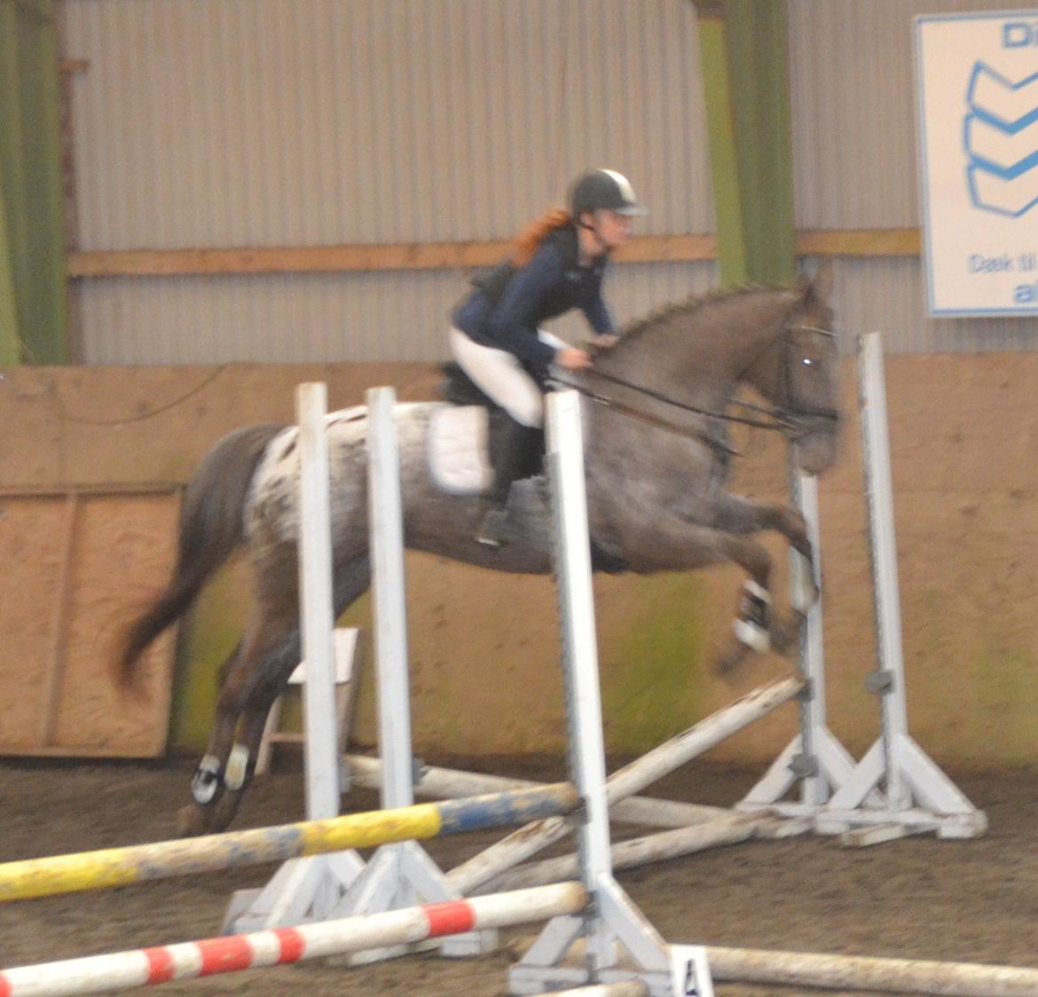 Knabstrupper Storlunds Sun-Light - opvarmning inden vi skal ride vores første springklasse..:) d.4.11.2012 billede 11