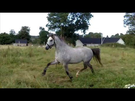 Welsh Pony (sec B) Låddenhøjs Toby (Lånepony) billede 11