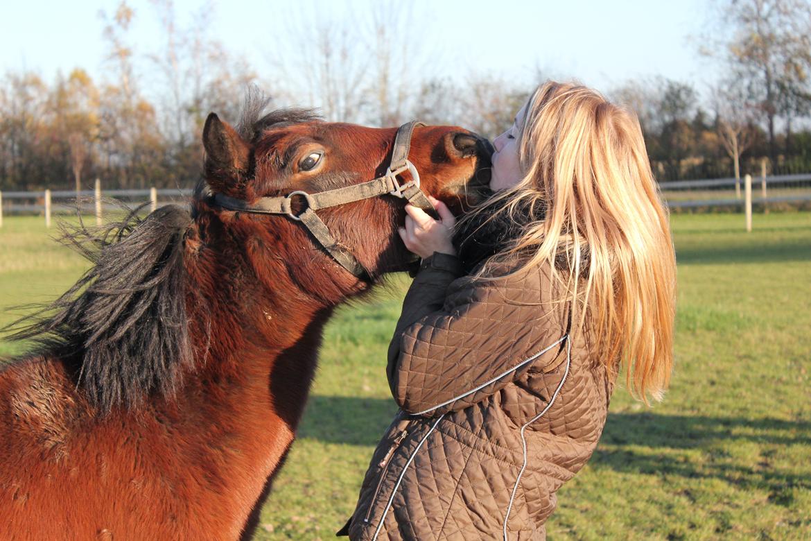 Welsh Mountain (sec A) Coco - Møssaaar!. - Efterår 2012. billede 8