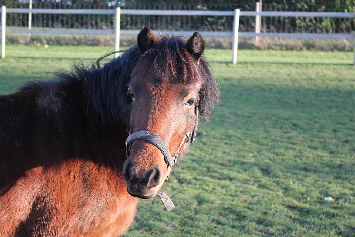 Welsh Mountain (sec A) Coco - Smukke Coco på folden :-). - Efterår 2012. billede 14