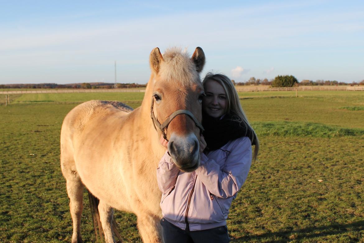 Fjordhest Freja |Den bedste <3| - Orhhh Freja musen! - Efterår 2012 billede 8