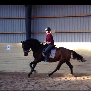 Dansk Varmblod - Fairline - Dejlige Pony Dyr! :D billede 14