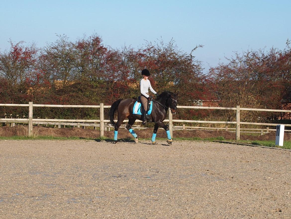 Tysk Sportspony Caruso billede 10