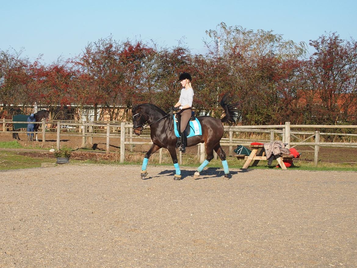 Tysk Sportspony Caruso billede 13