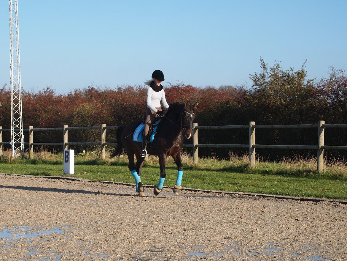 Tysk Sportspony Caruso billede 8