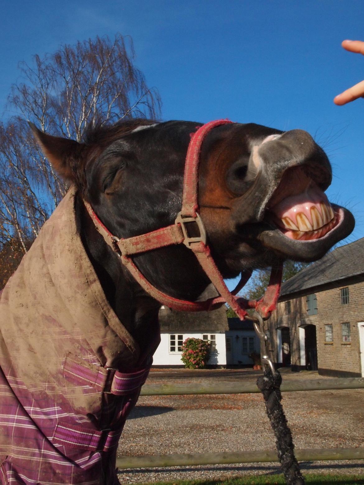 Tysk Sportspony Caruso - Flotte, flotte pony... billede 1