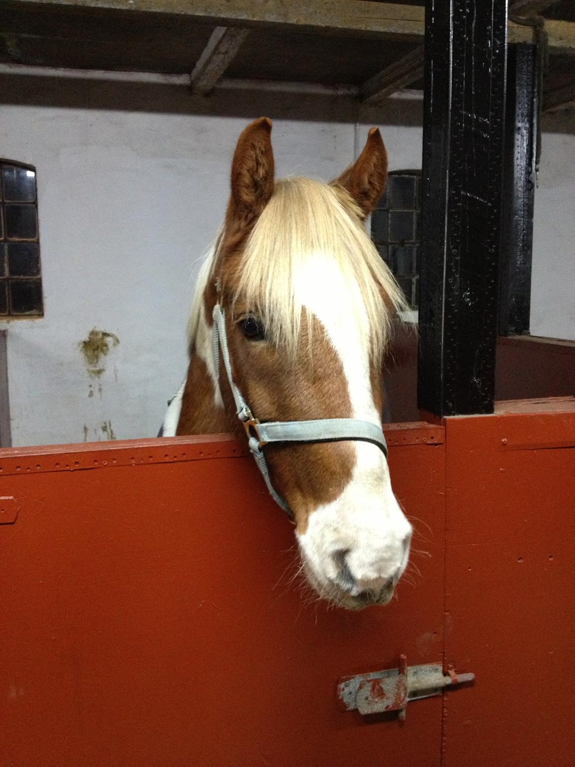 Anden særlig race Royal Rocky billede 4