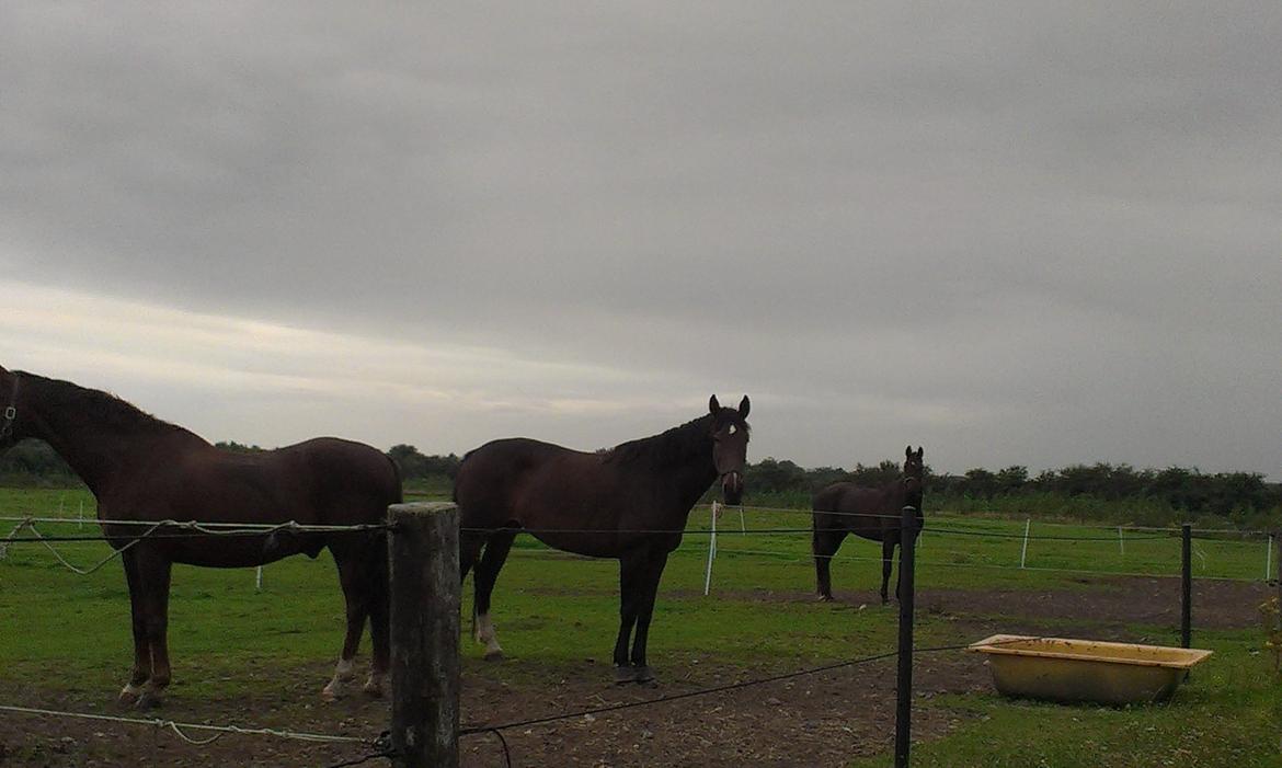 Tysk Oldenburger Princess billede 2