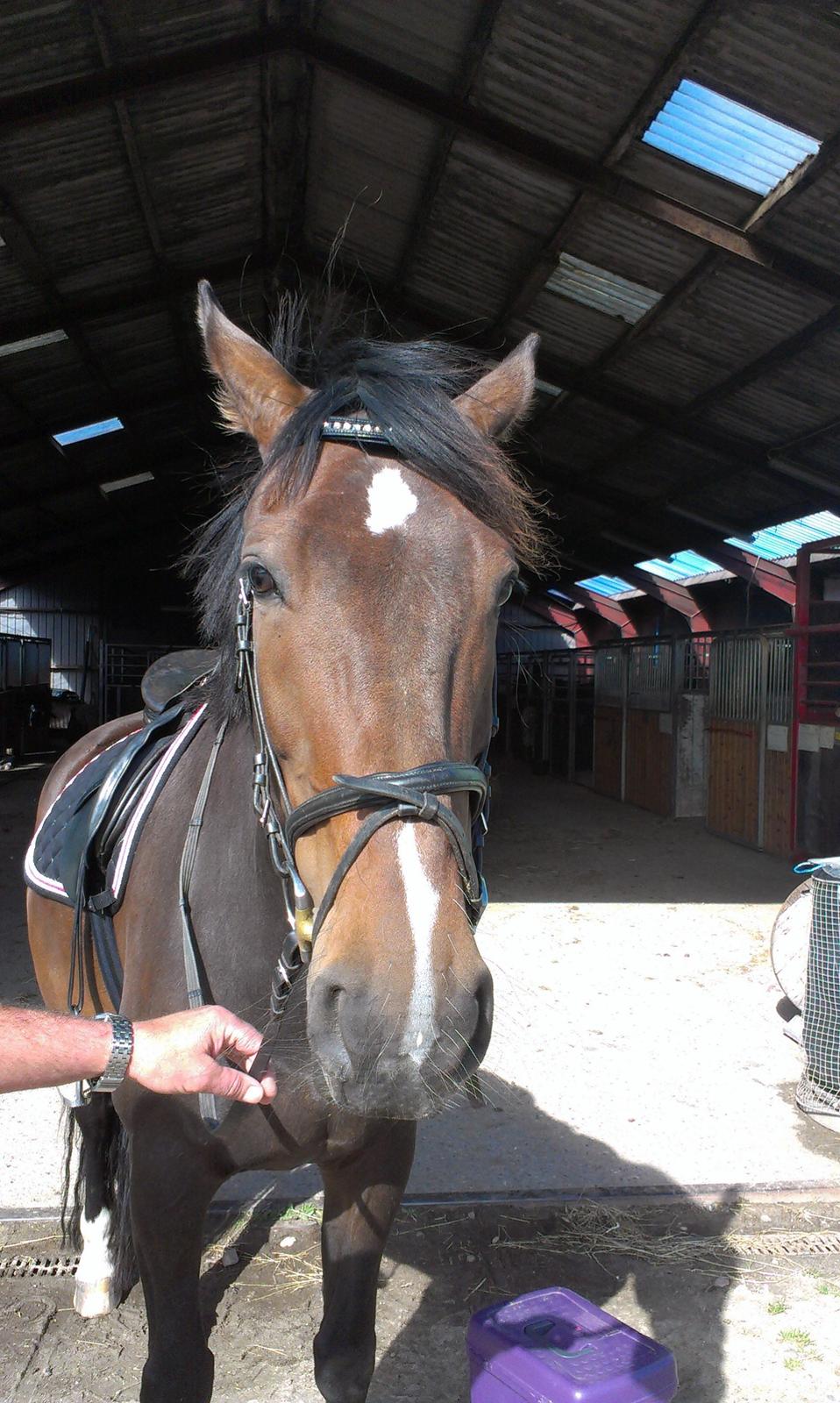 Tysk Oldenburger Princess billede 3