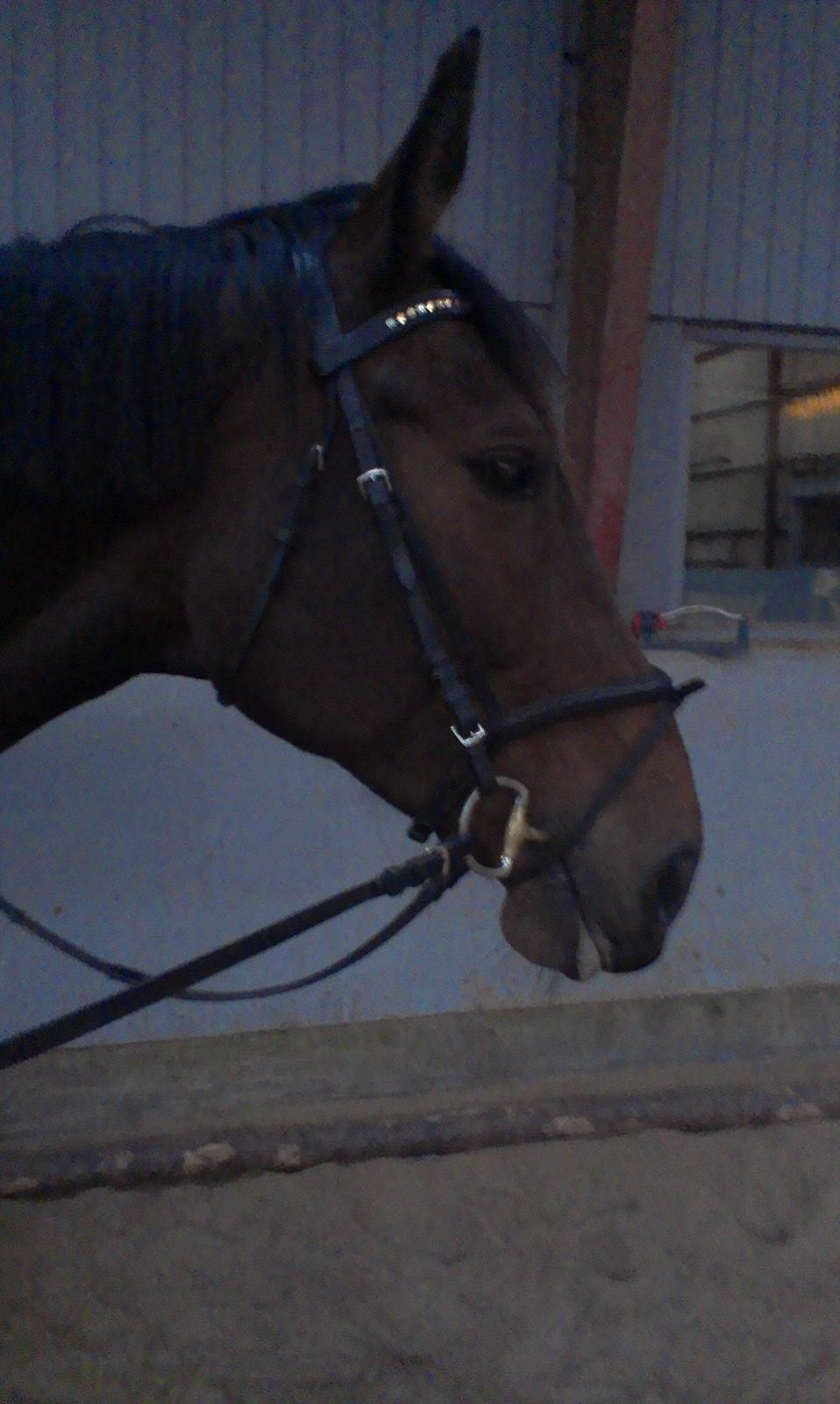 Tysk Oldenburger Princess billede 4