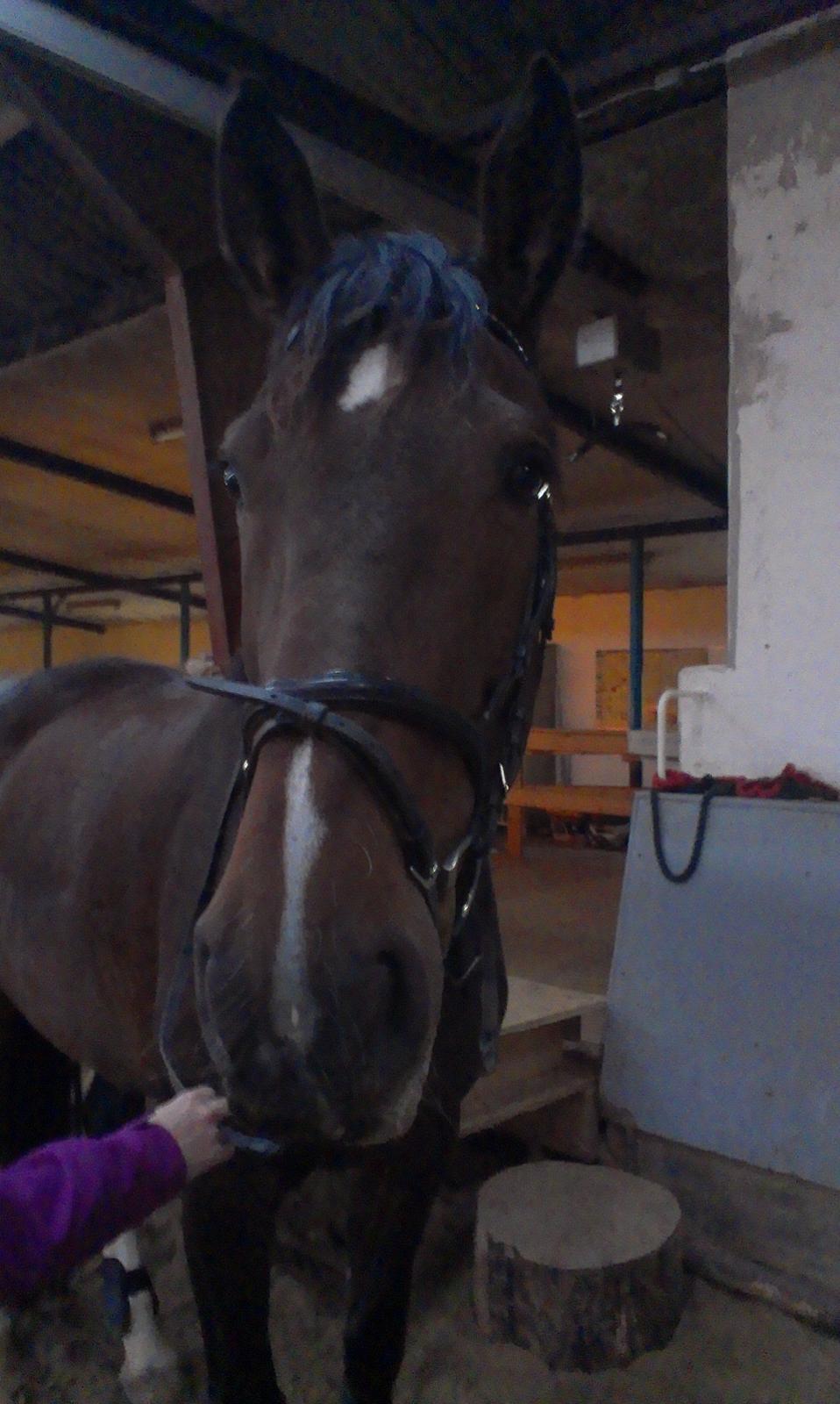 Tysk Oldenburger Princess billede 5