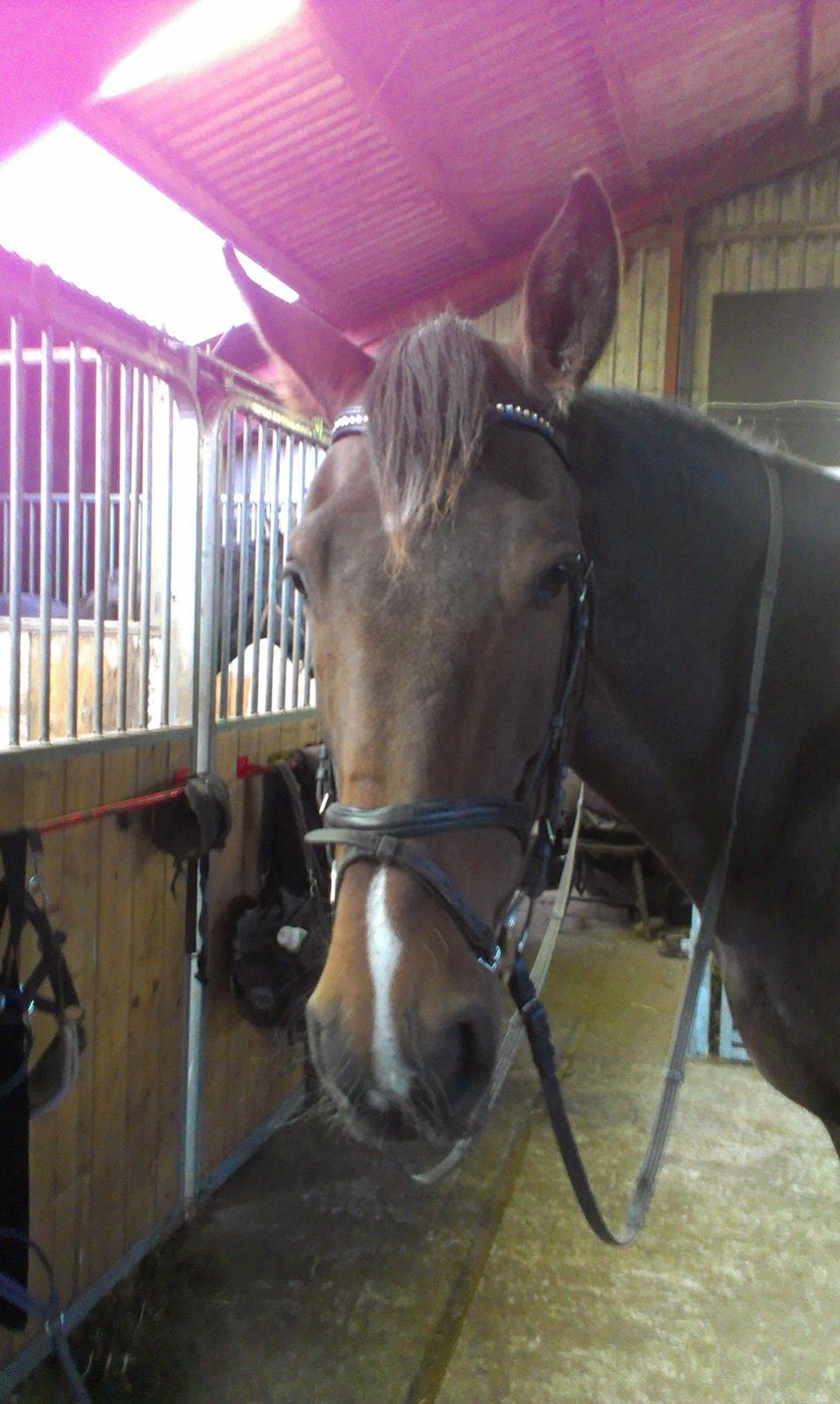 Tysk Oldenburger Princess billede 6