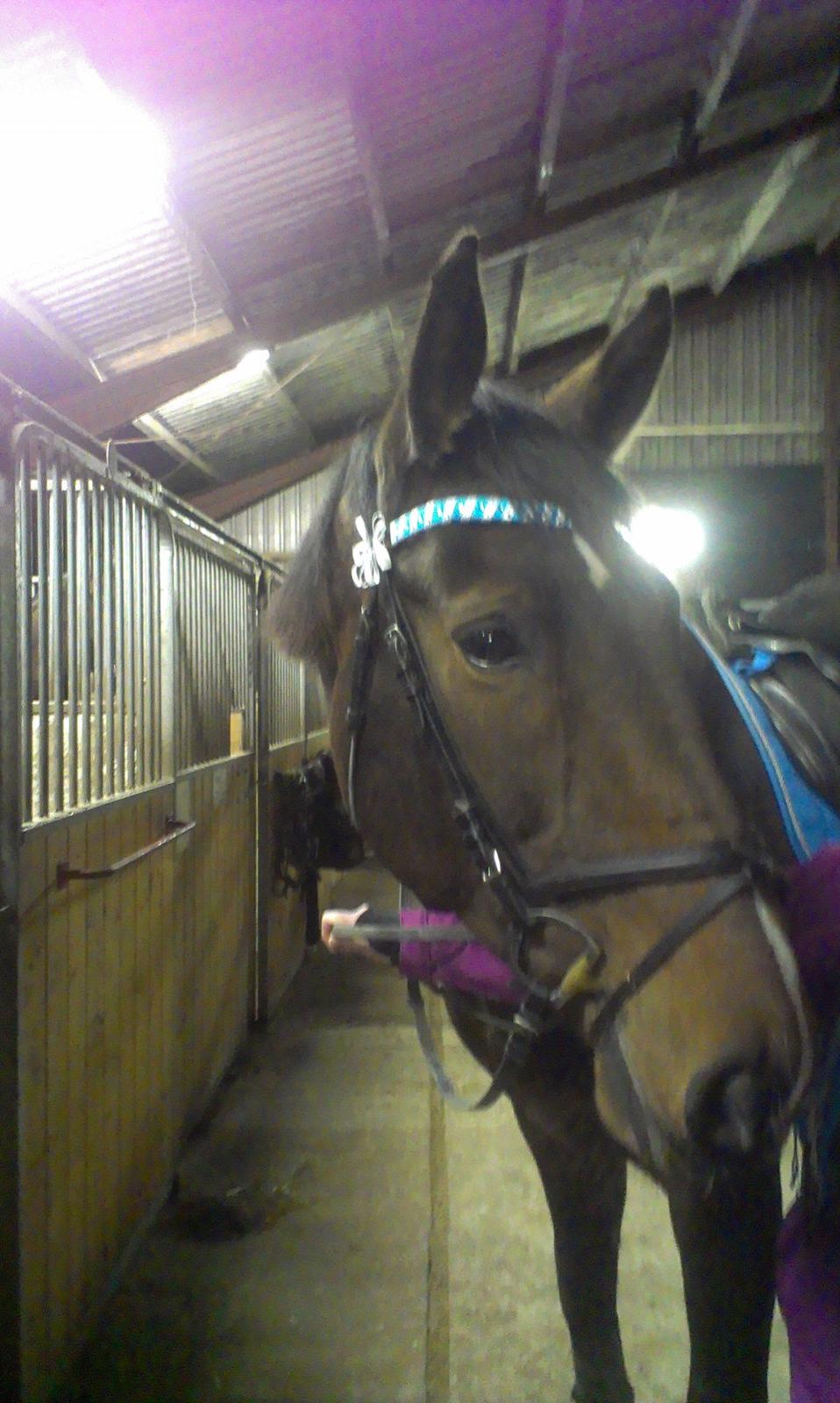 Tysk Oldenburger Princess billede 7