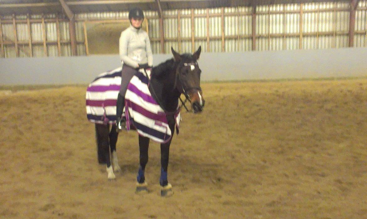 Tysk Oldenburger Princess billede 8