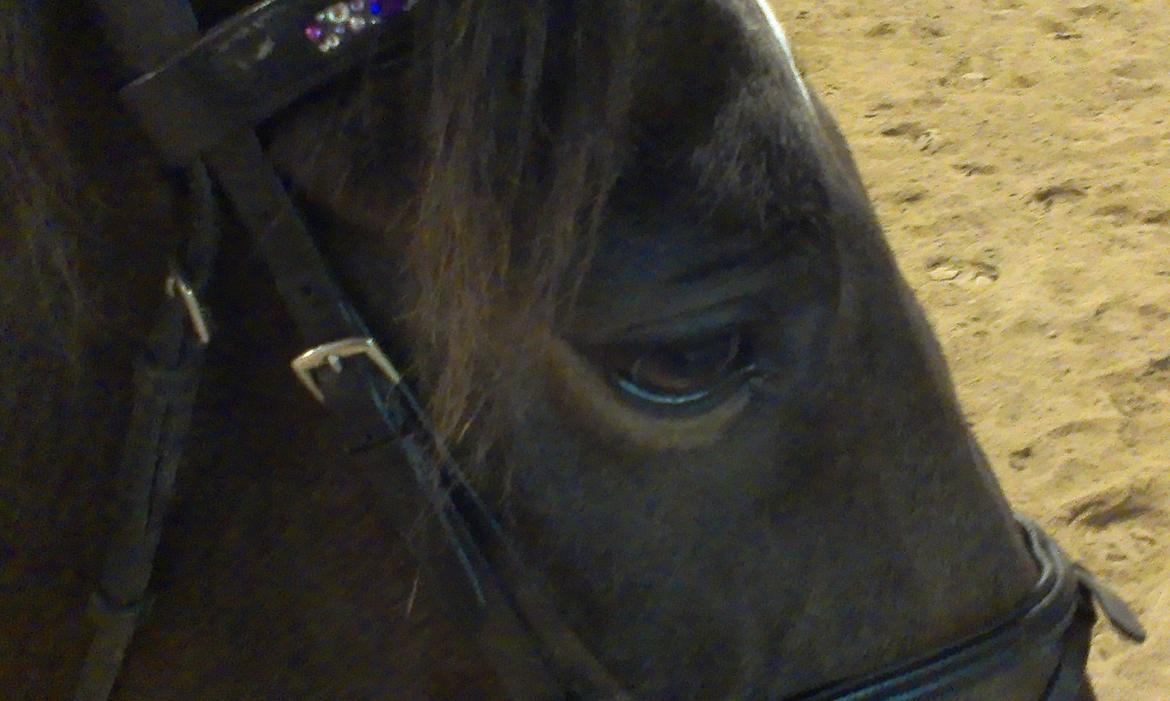 Tysk Oldenburger Princess billede 9