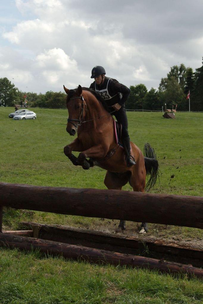 Dansk Varmblod Pinvigs Gambler -FAR's- - Lækkert!
Skårupovergård DM Military 2012, CNC 100
[Fotograf: Katja Gade] billede 13