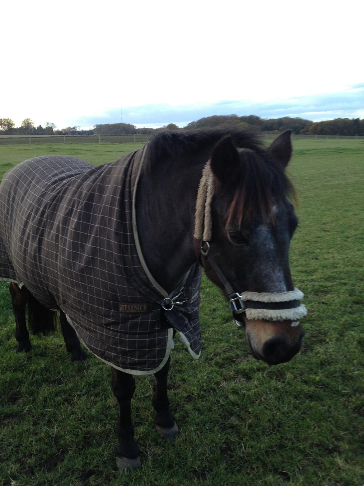 New Forest • Shila • - D.4/11-2012 billede 2