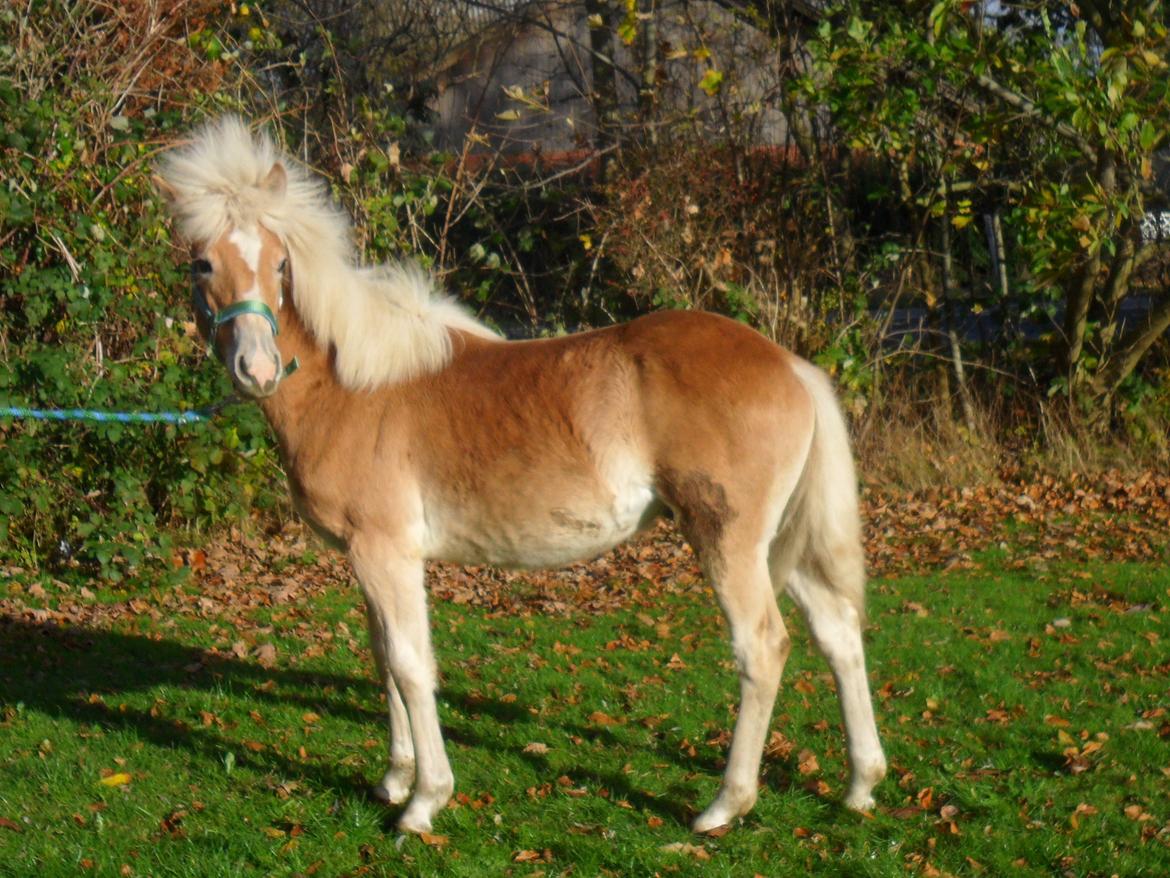 Haflinger norway billede 13