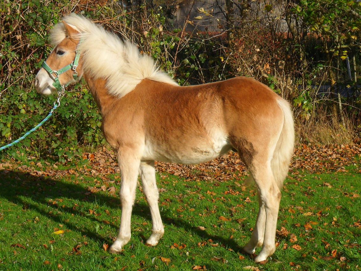 Haflinger norway billede 14