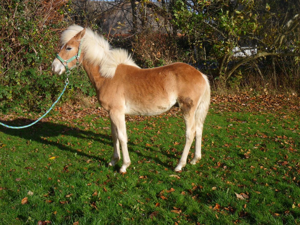 Haflinger norway billede 15