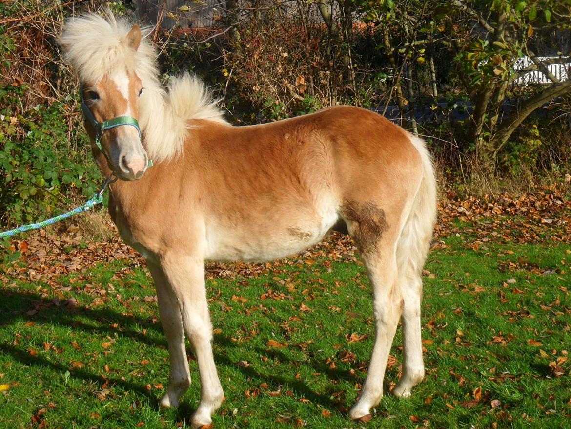 Haflinger norway billede 16
