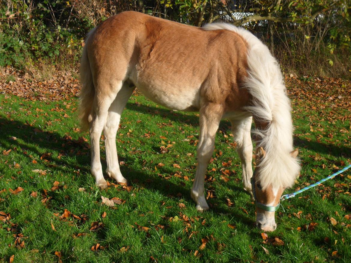 Haflinger norway billede 17