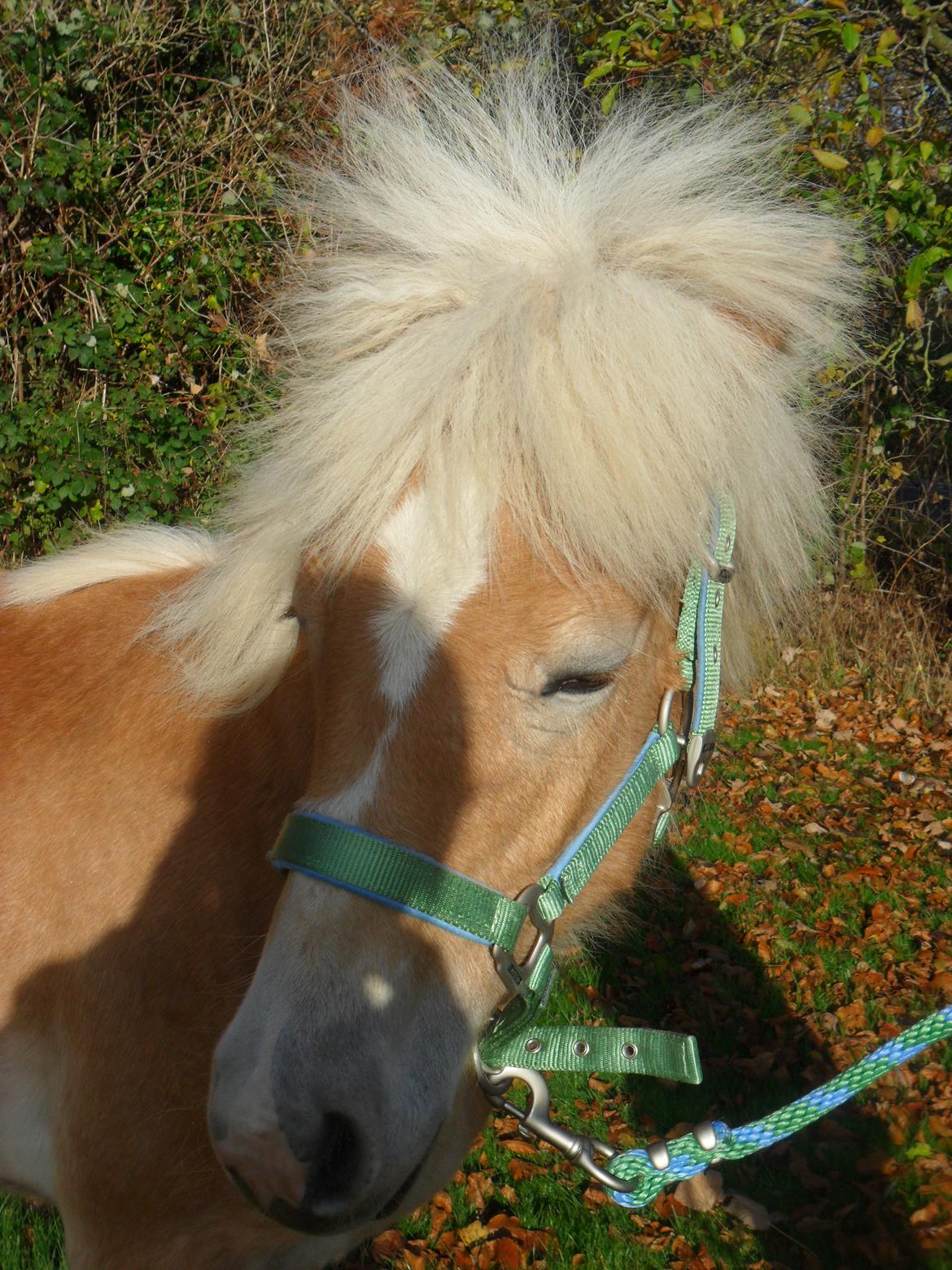 Haflinger norway billede 18