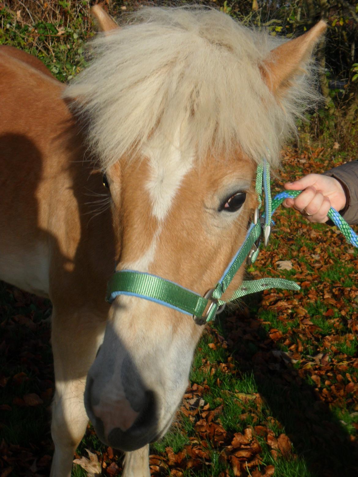 Haflinger norway billede 19