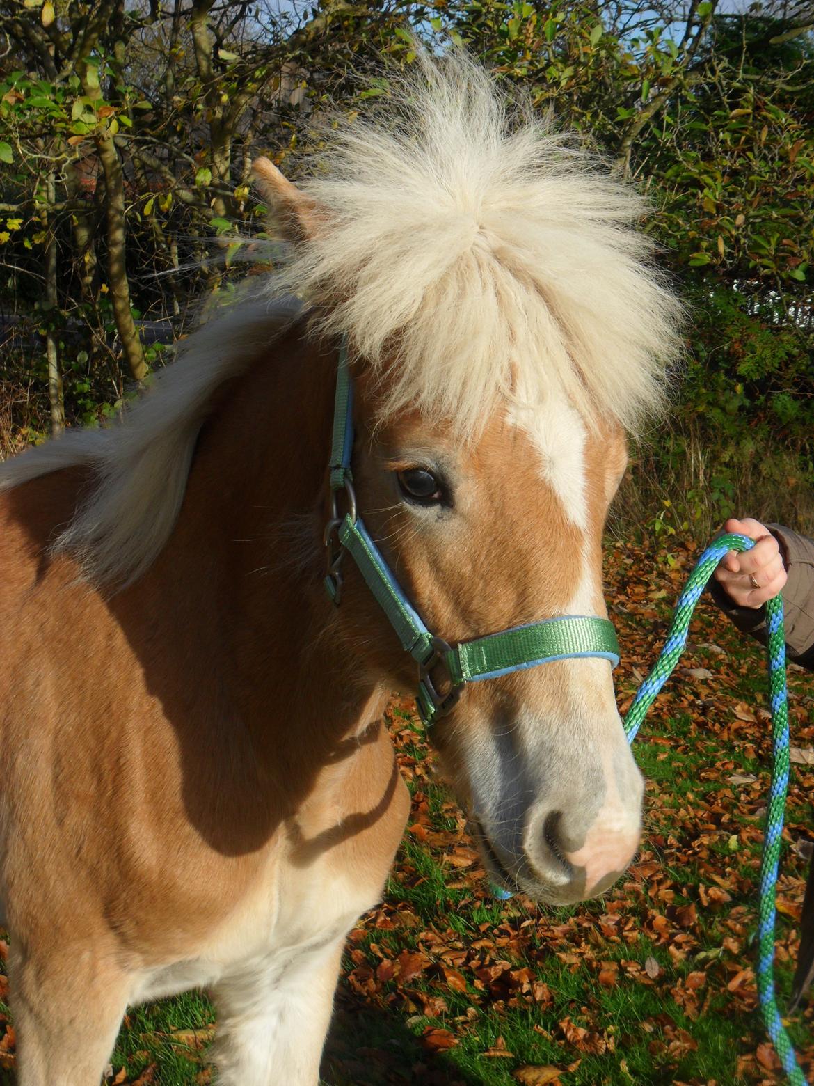 Haflinger norway billede 20