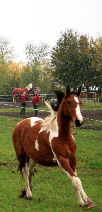 Pinto Alberthe (Tidligere hest) billede 2