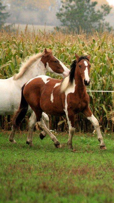 Pinto Alberthe (Tidligere hest) billede 3