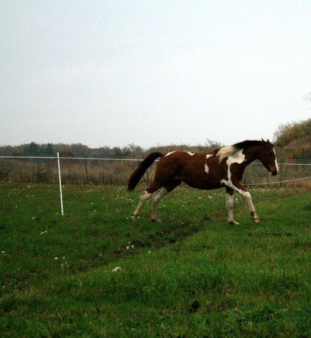 Pinto Alberthe (Tidligere hest) billede 4