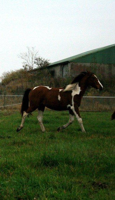 Pinto Alberthe (Tidligere hest) billede 5