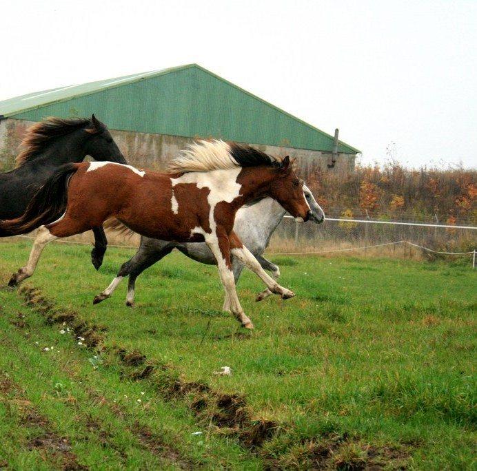 Pinto Alberthe (Tidligere hest) billede 6