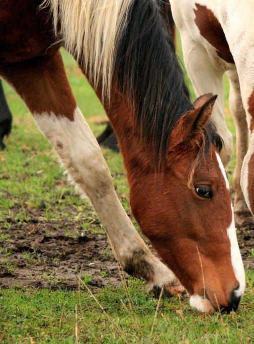 Pinto Alberthe (Tidligere hest) billede 7