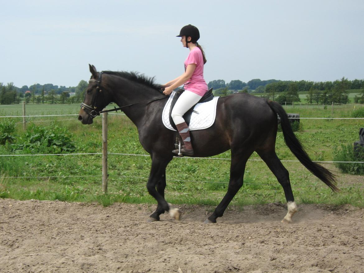 Oldenborg Adell af Vodagergård - Første gang jeg prøvede hende efter tilridning. Juni 2011. billede 1