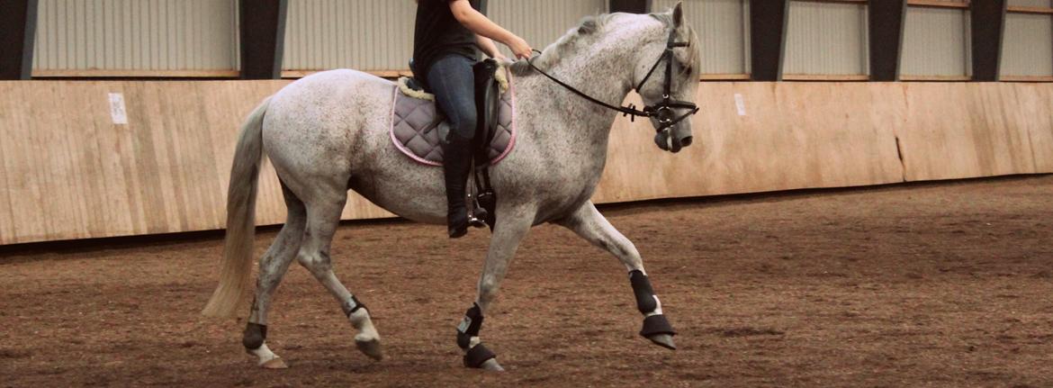 Welsh Partbred (Sec F) Donata - På Skrødstrup efterskole 2012, efter 2 måneders pause. billede 19