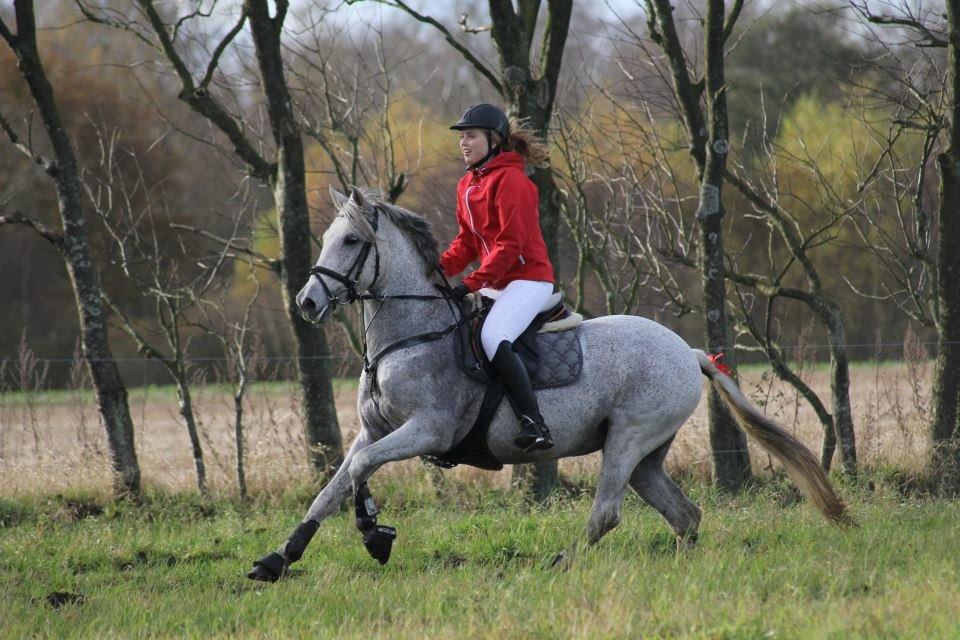 Welsh Partbred (Sec F) Donata - Hubertusjagt på kallehavegård 2012 billede 1