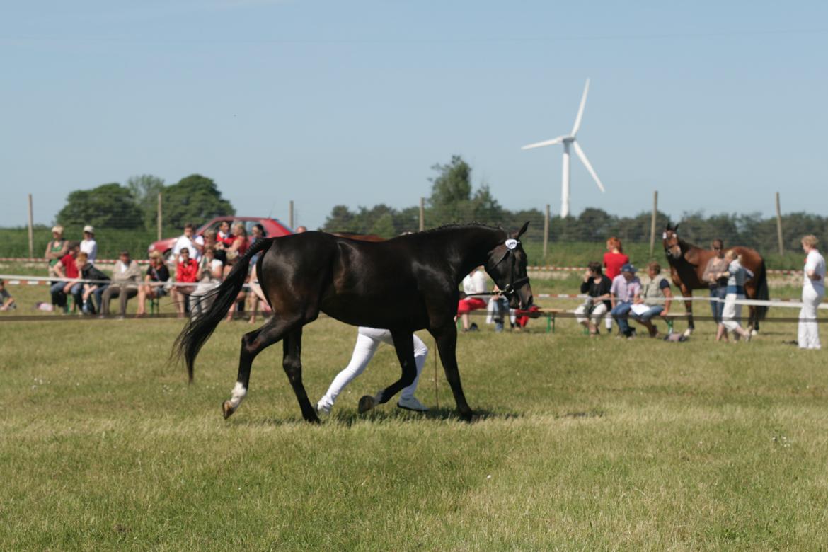 Oldenborg Adell af Vodagergård - Adell på Roskilde Dyrskue 2011. billede 19