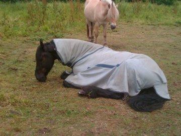 Frieser Zorro billede 13