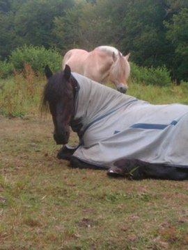 Frieser Zorro billede 14