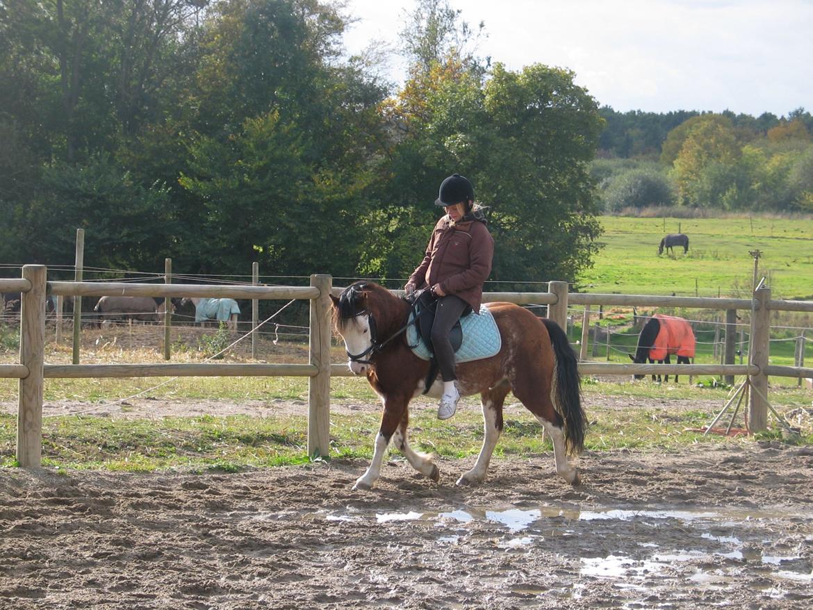 Welsh Pony (sec B) • Simba billede 13