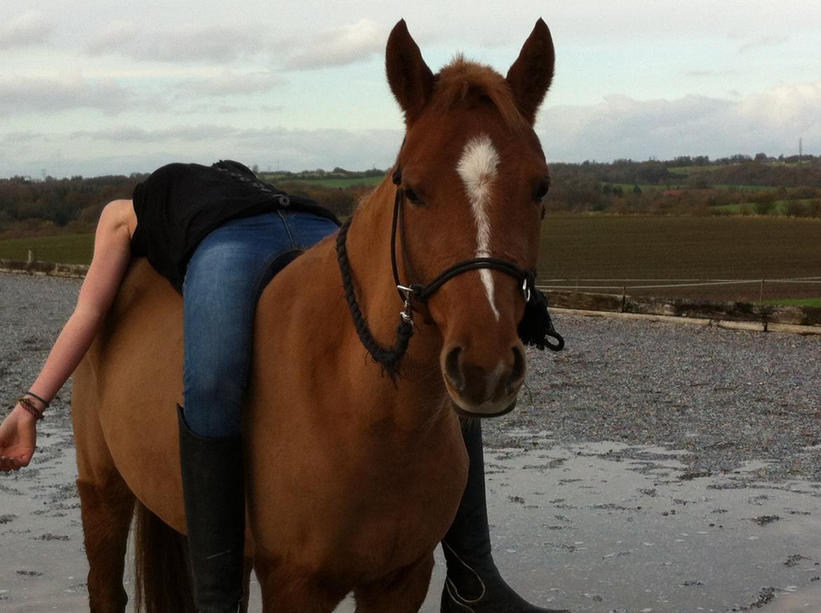 Welsh Partbred (Sec F) sweet about me *soul mate* -  Ja, jeg er lidt for langbenet og hvad så?og Ja, jeg bliver 16 om 2 år, og må så ikke ride stævner på dig som jeg ville, og hvad så?jeg elsker dig, vi kan gøre alt sammen.. billede 18