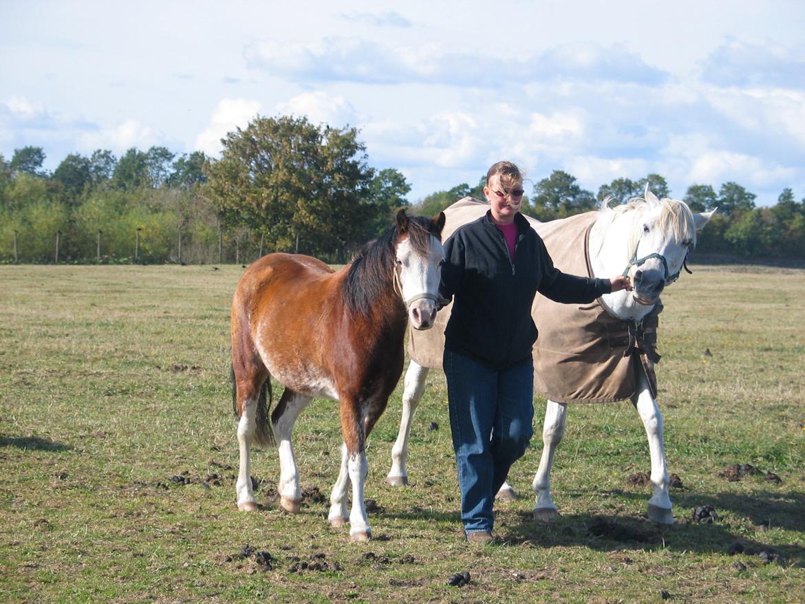 Welsh Pony (sec B) • Simba - Simba & Ciska (hun ligner et æsel) c: billede 14