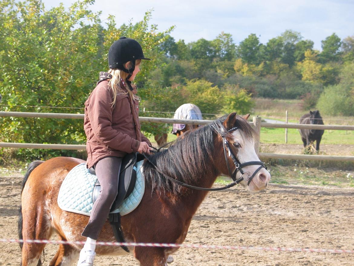 Welsh Pony (sec B) • Simba billede 16
