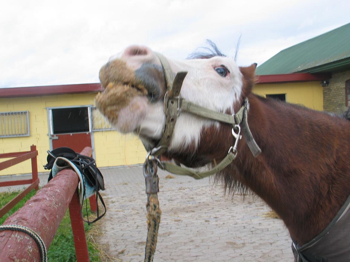 Welsh Pony (sec B) • Simba - mums.. o: billede 17